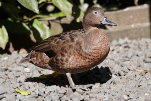 00832 brown teal
