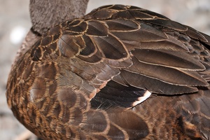 00837 brown teal feathers v1