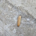 20220109_195411876_old_corn.jpg
