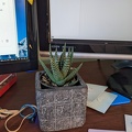 20220130_214810589_plant.jpg