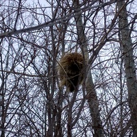 06939 floofy porcupine hiding in tree v1