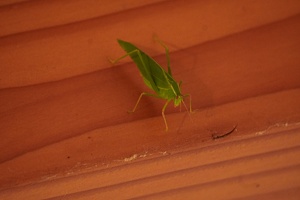 07149 common garden katydid