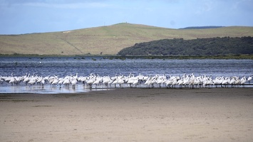 07349 many spoonbills milling about v1