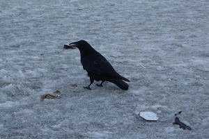 07189 crow eating v1