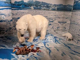 20220407 194858700 polar bear hunt reenactment.MP v1