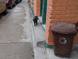 20220522 223801663 cat next to trash bin v1