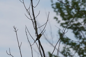 07992 bird like branch