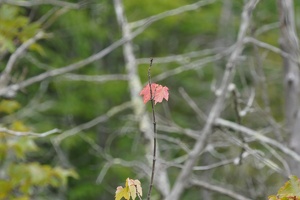 08001 red leaf