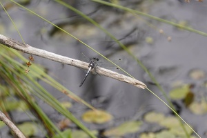 08015 dragonfly