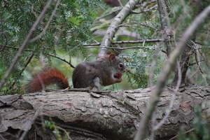 08025 squirrel