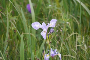 08149 louisiana iris redux