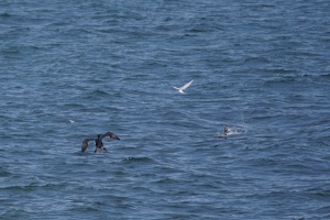 08334 comorant tern and double crested comorant v1