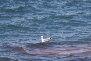 08348 herring gull