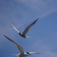 08415 terns coming at you v1