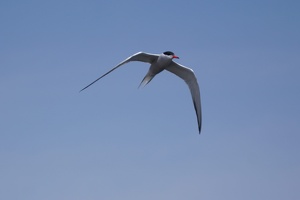 08429 tern not albatross v1