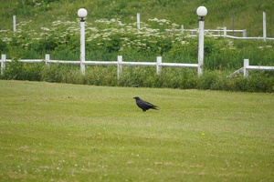 08456 crow