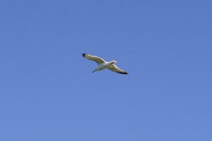 08705 flying seagull v1