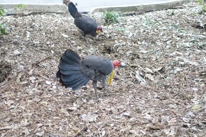 08167 australian brush turkeys
