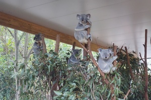 Brisbane Lone Pine Koala Sanctuary, August 23