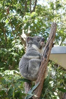 08196 climbing koala