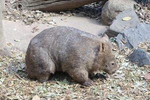 08203 wombat v1