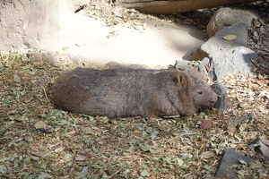 08208 wombat lying flat