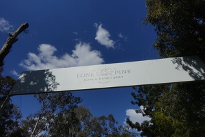 08251 lone pine koala sanctuary