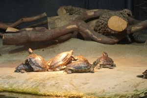 10058 terrapin party