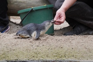 10068 penguin hand feeding