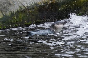 10081 swimming penguin