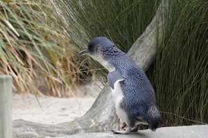 10091 penguin