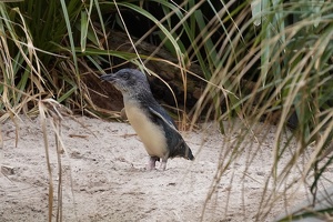 10106 penguin on the beach v1-topaz-sharpen