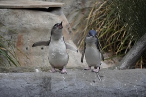 10131 squawking penguin