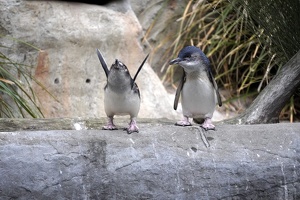 10132 fly penguin fly v1