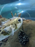 20220903 024454284 porcupinefish-topaz-sharpen