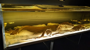 20220903 024533026 maximum giant squid v1