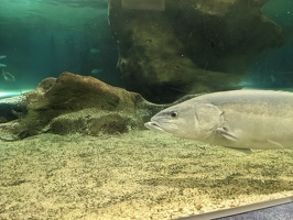20220903 024559565 hapuka groper-topaz-sharpen