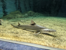 20220903 024717748 shark starspotted smooth hound-topaz-sharpen