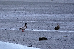 10143 mallards v1