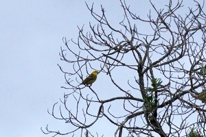 10154 yellowhammer v1-topaz-denoise