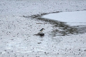 10156 sacred kingfisher v1-topaz-denoise