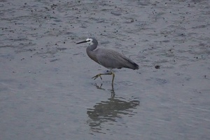 10192 heron-topaz-sharpen