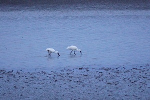 10197 spoonbills