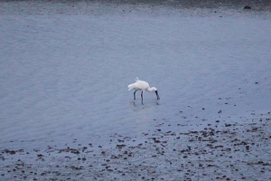 10206 spoonbill-topaz-denoise