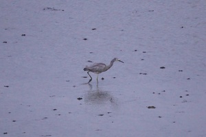 10216 heron-topaz-denoise
