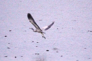 10217 heron takeoff v2
