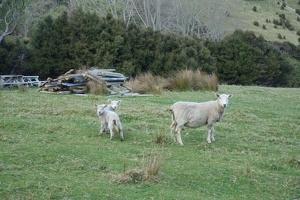 08432 baby sheeps
