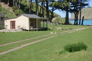 08538 sheep at flea bay