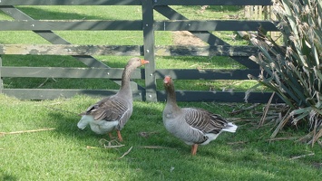 08620 pair of greylag geese v1