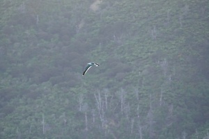 00922 flying black backed gull